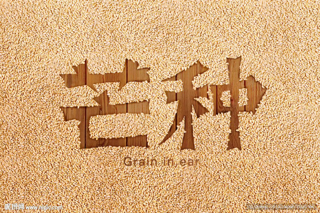芒种字体设计