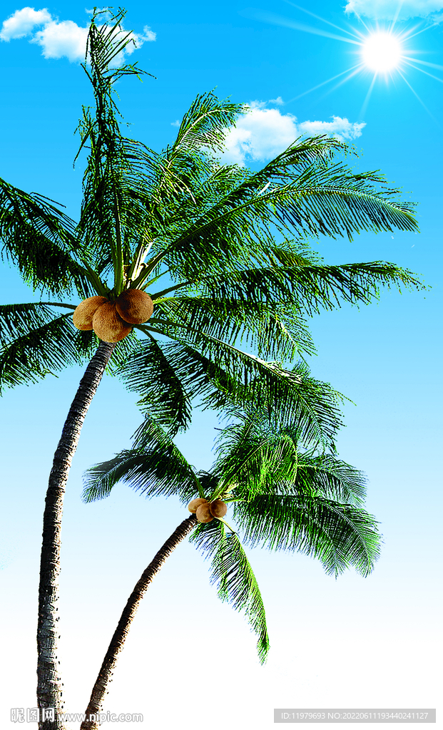 椰子树图片大全大图图片