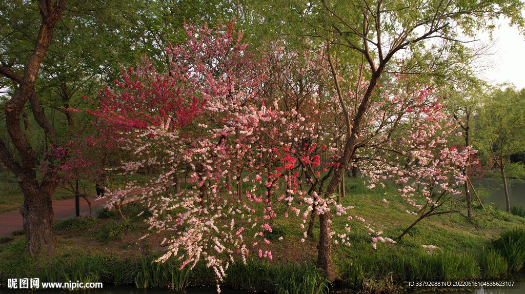 桃花
