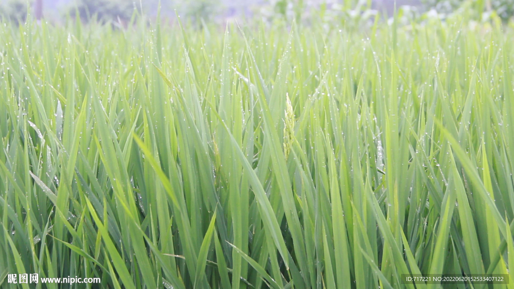 雨后稻香清新沁人心脾