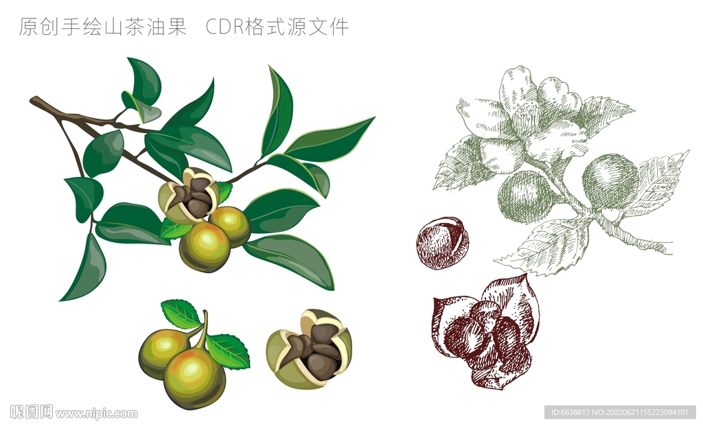 山茶油果 原创手绘 CDR格式