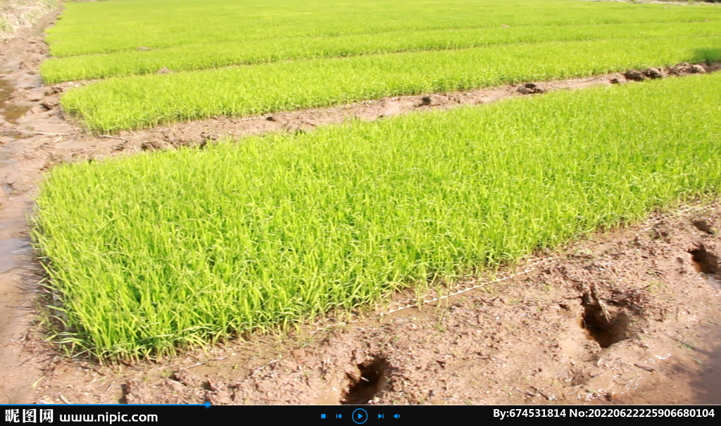 稻田秧苗洋溢着希望—希望的田野