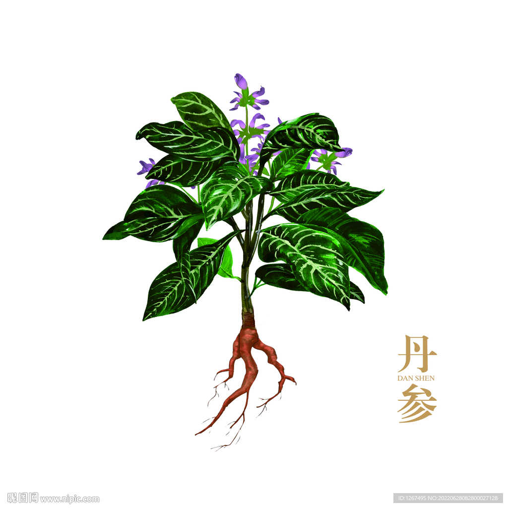 丹参手绘 