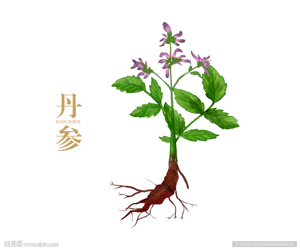 丹参手绘