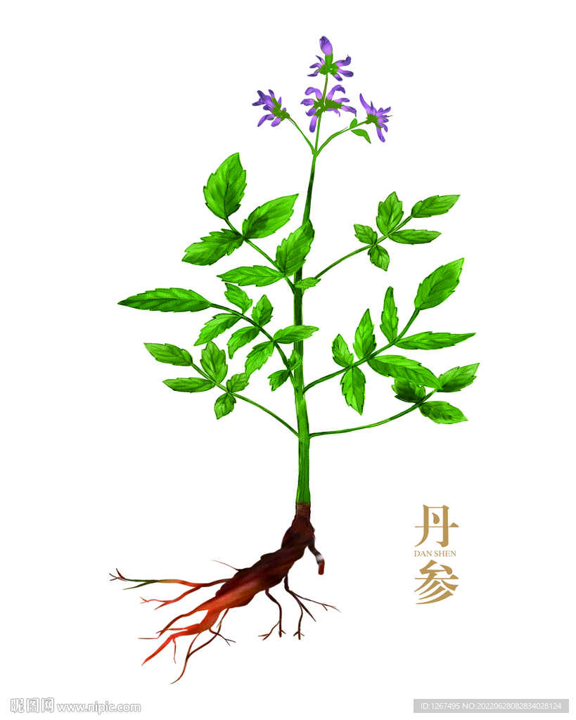 丹参手绘