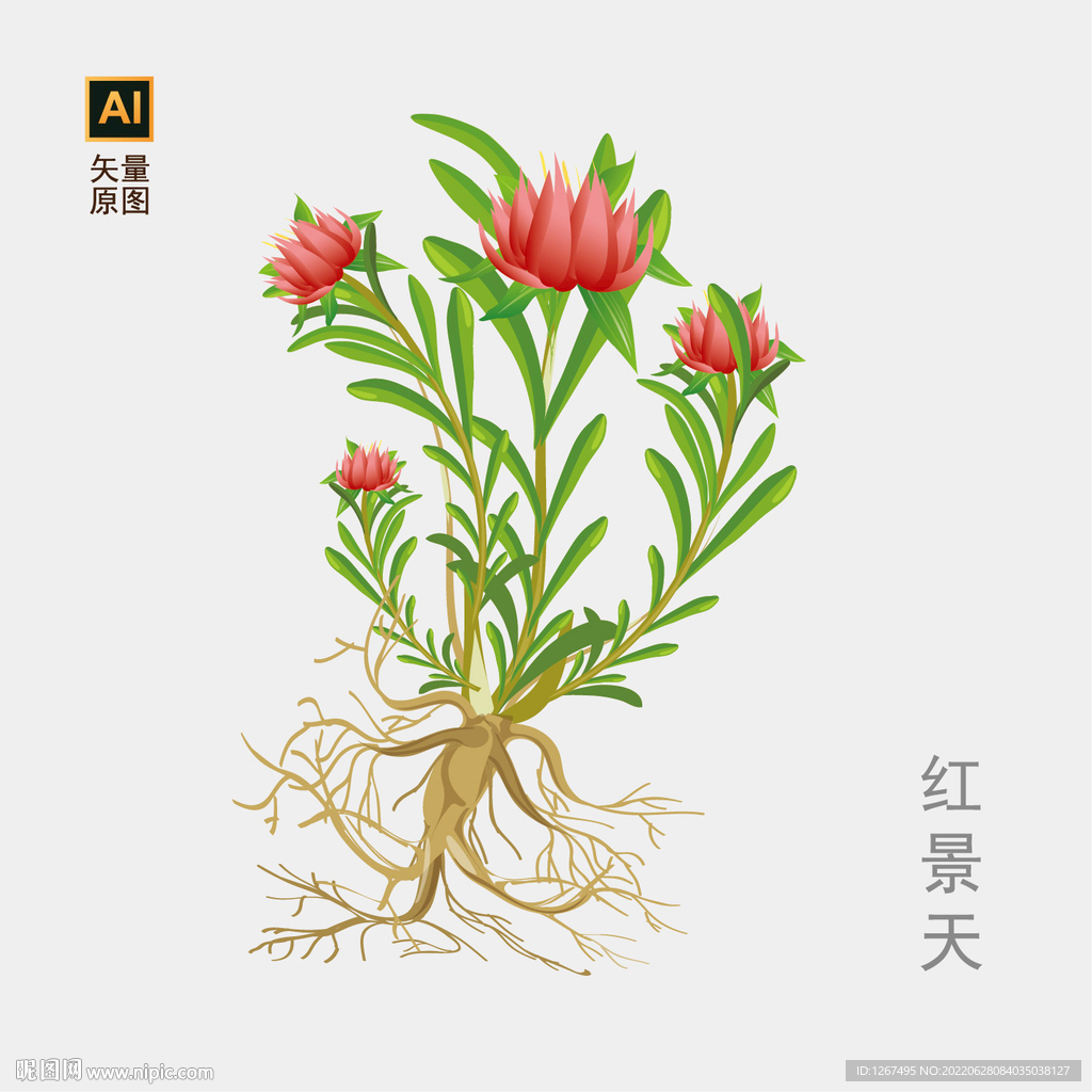 红景天手绘 