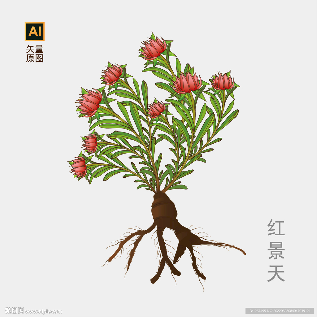红景天手绘 