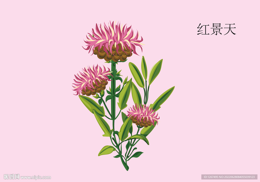 红景天手绘 