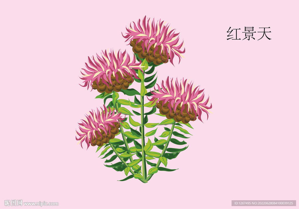红景天手绘
