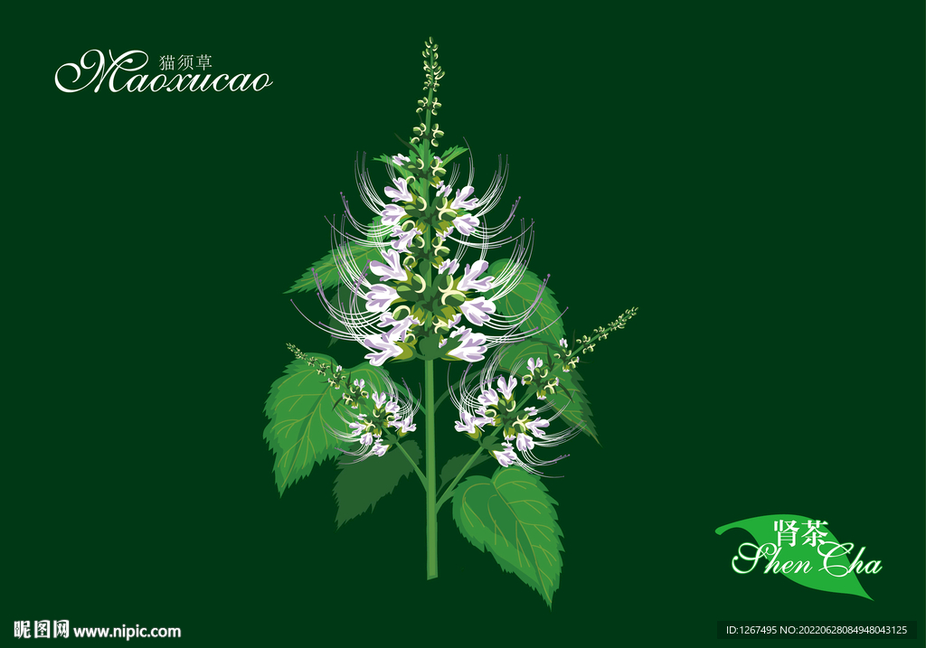 猫须草手绘