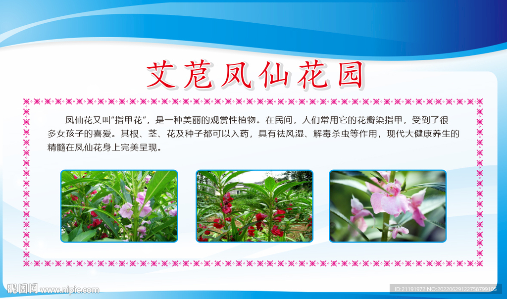 凤仙花简介展板