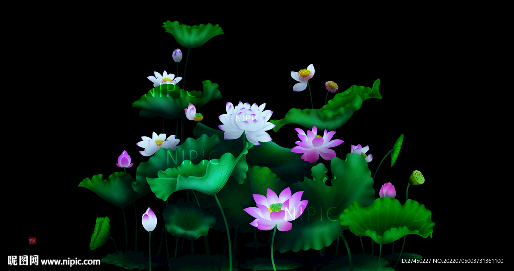 荷花