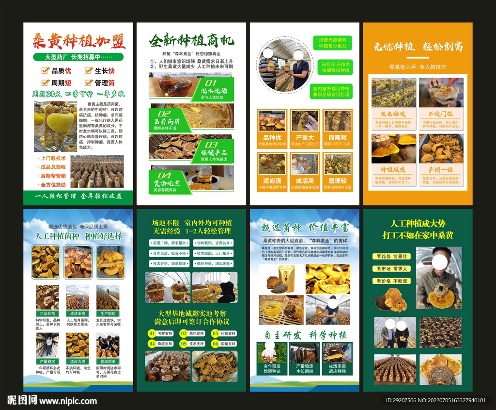桑黄种植介绍详情页