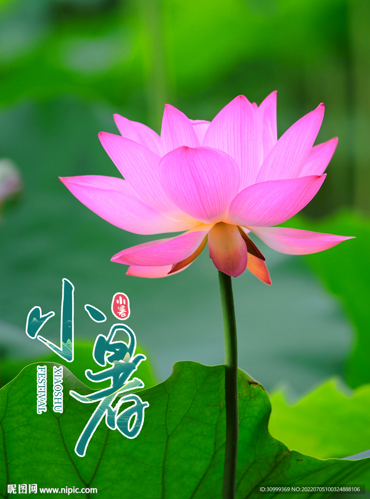 小暑 海报