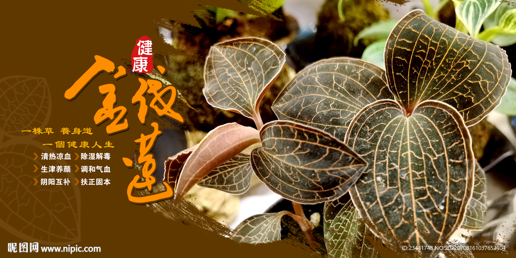 金线莲 