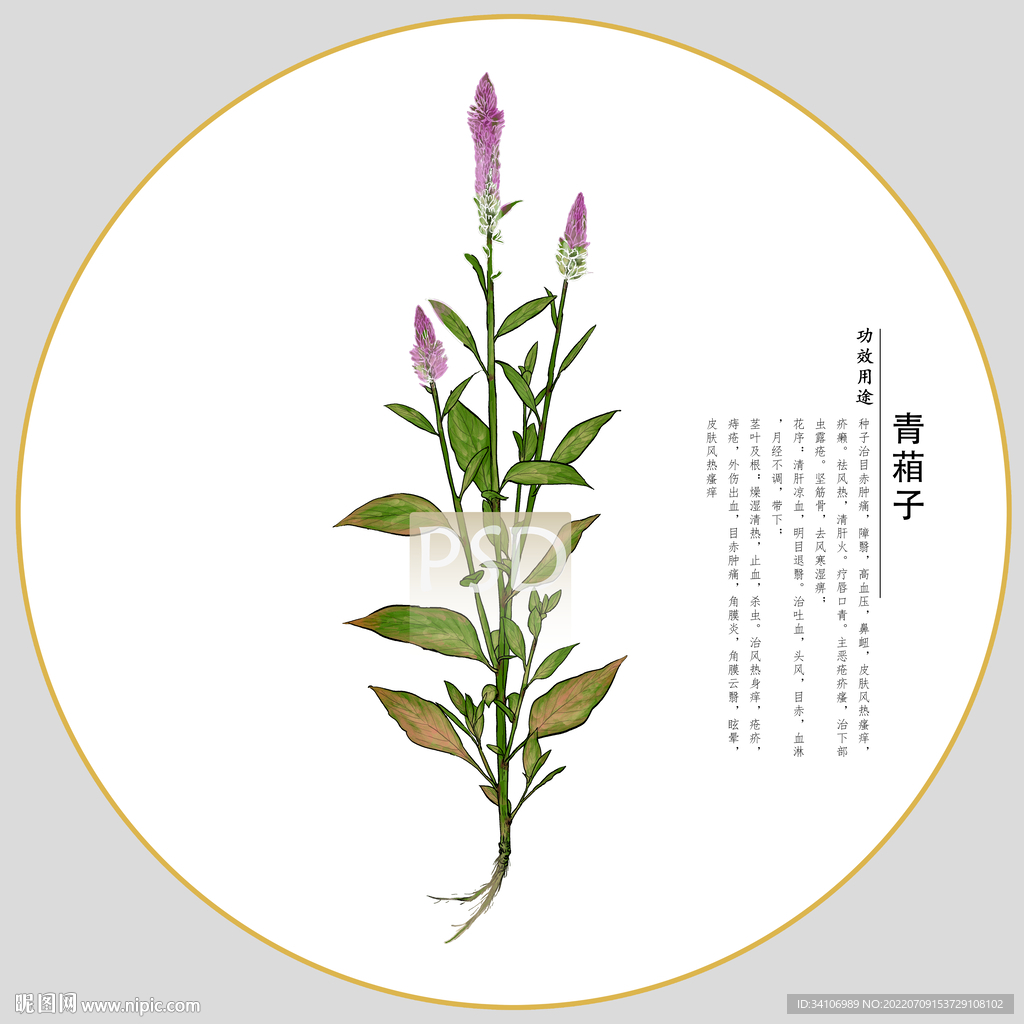 青葙包装插画
