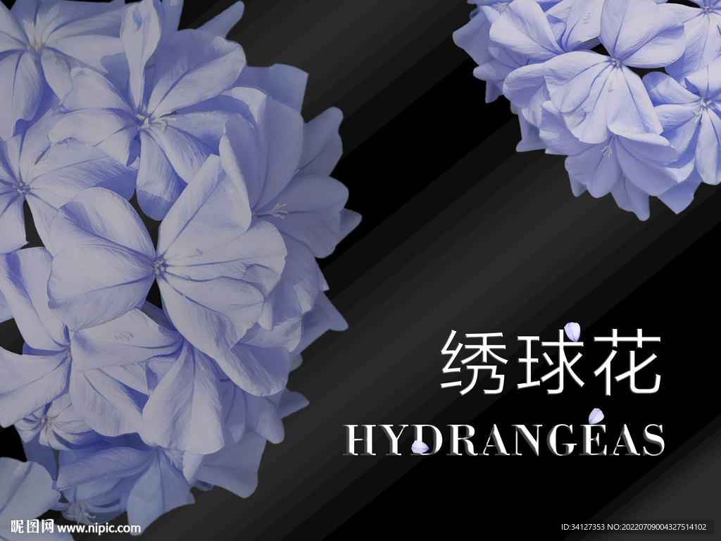 绣球花