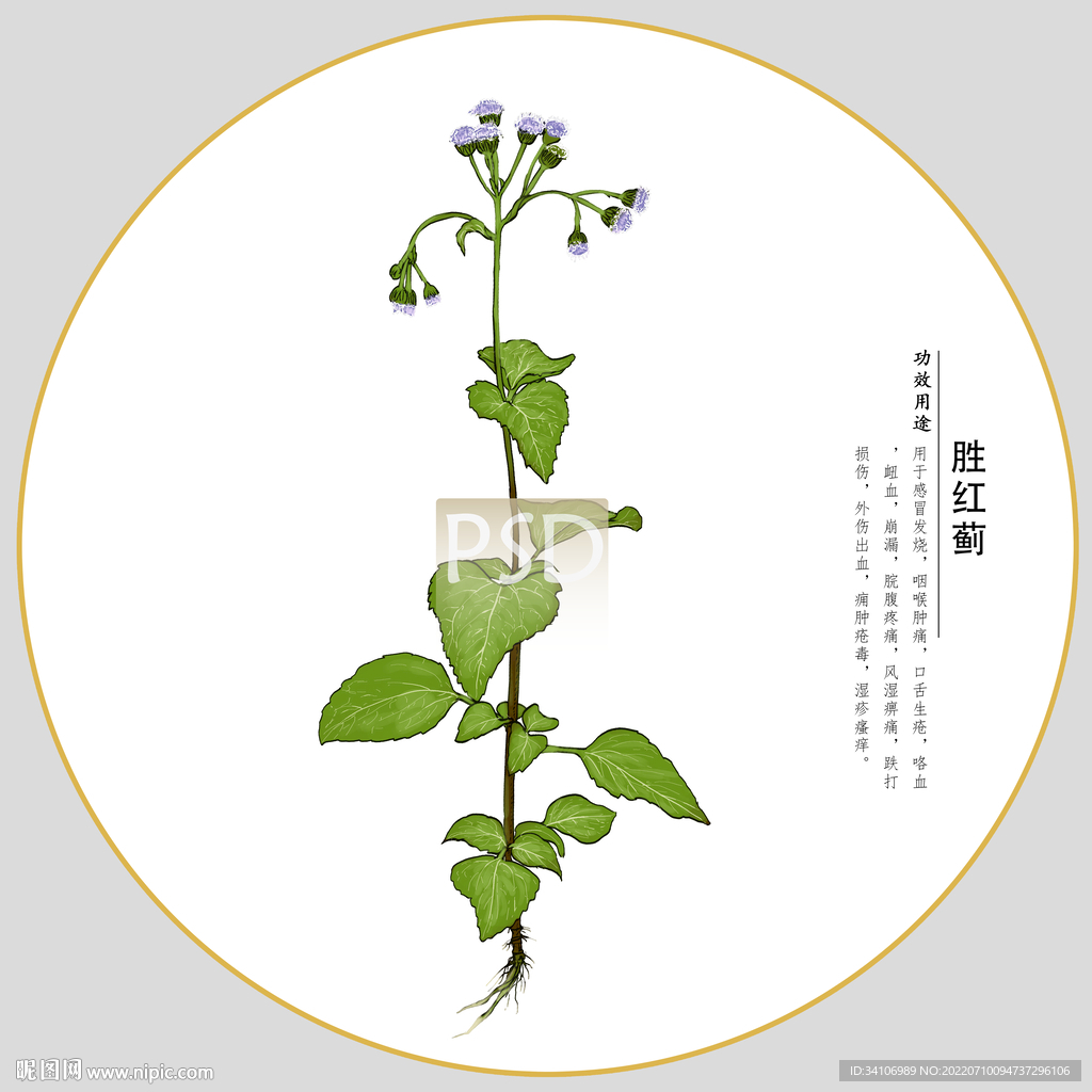 胜红蓟包装插画