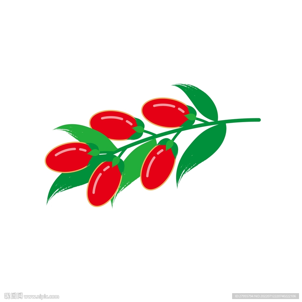 枸杞矢量插画