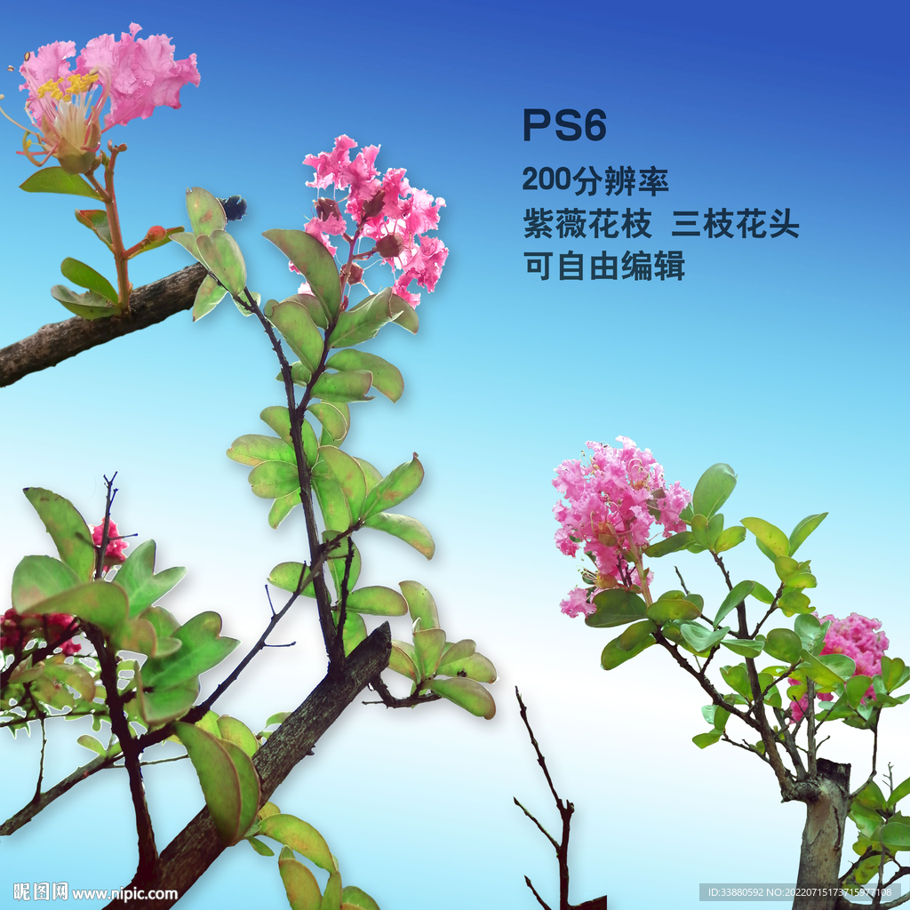 紫薇树 紫薇花枝
