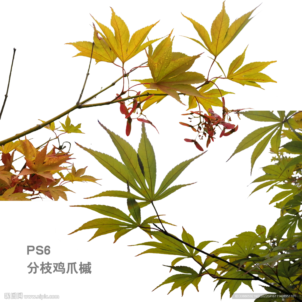 鸡爪槭 树枝 枝叶