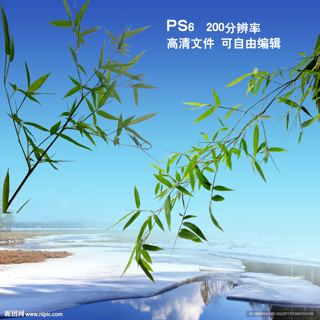 竹子 竹枝 竹叶