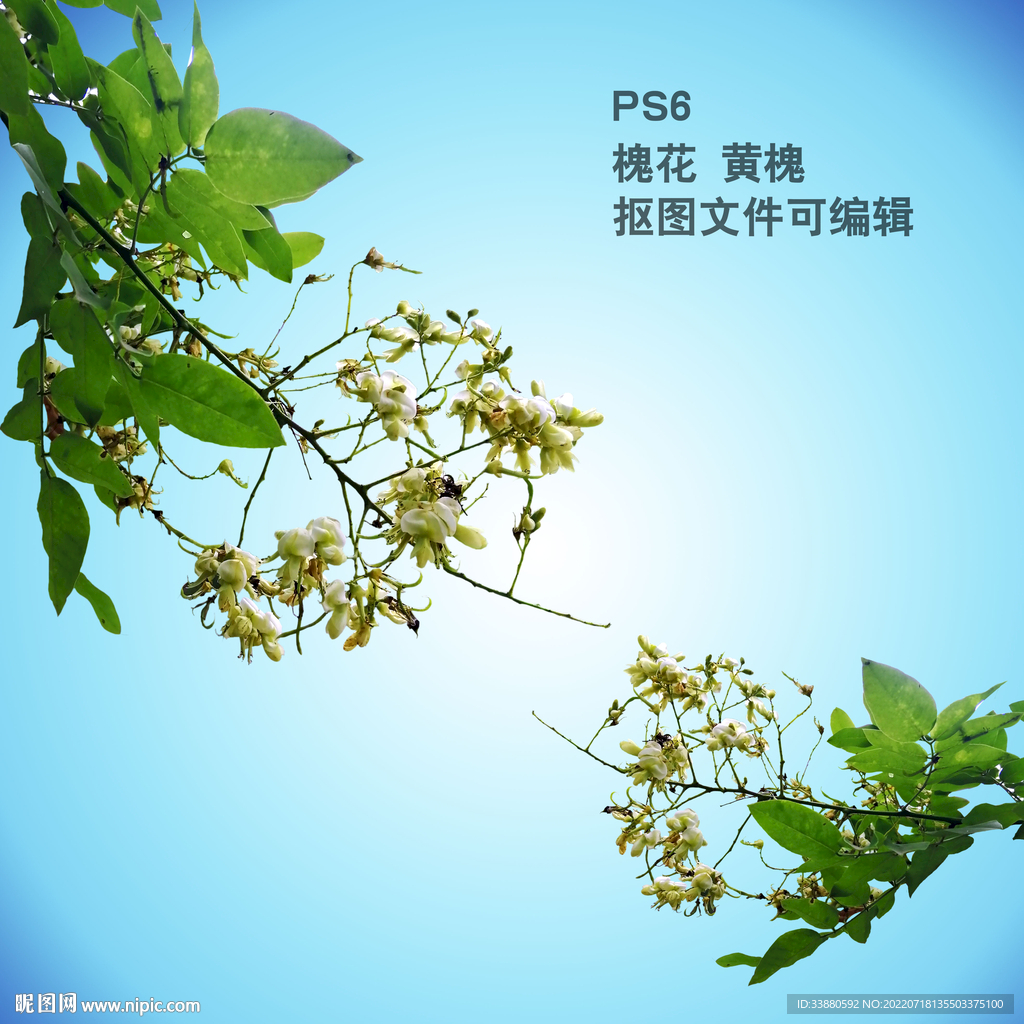 槐花 黄槐