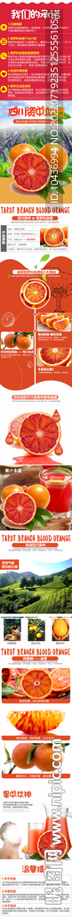 血橙水果详情主图