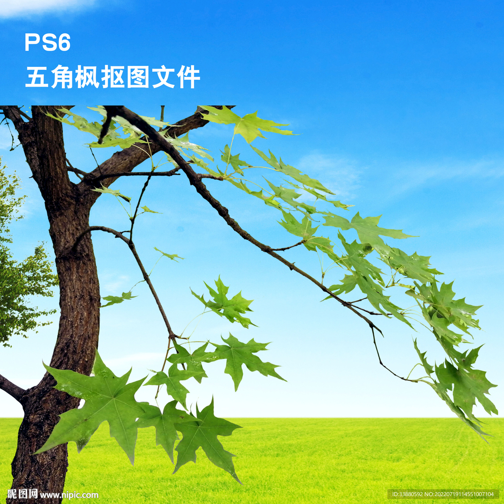 枫树 枫叶