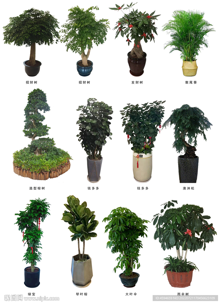 绿化植物  盆景租摆  绿植