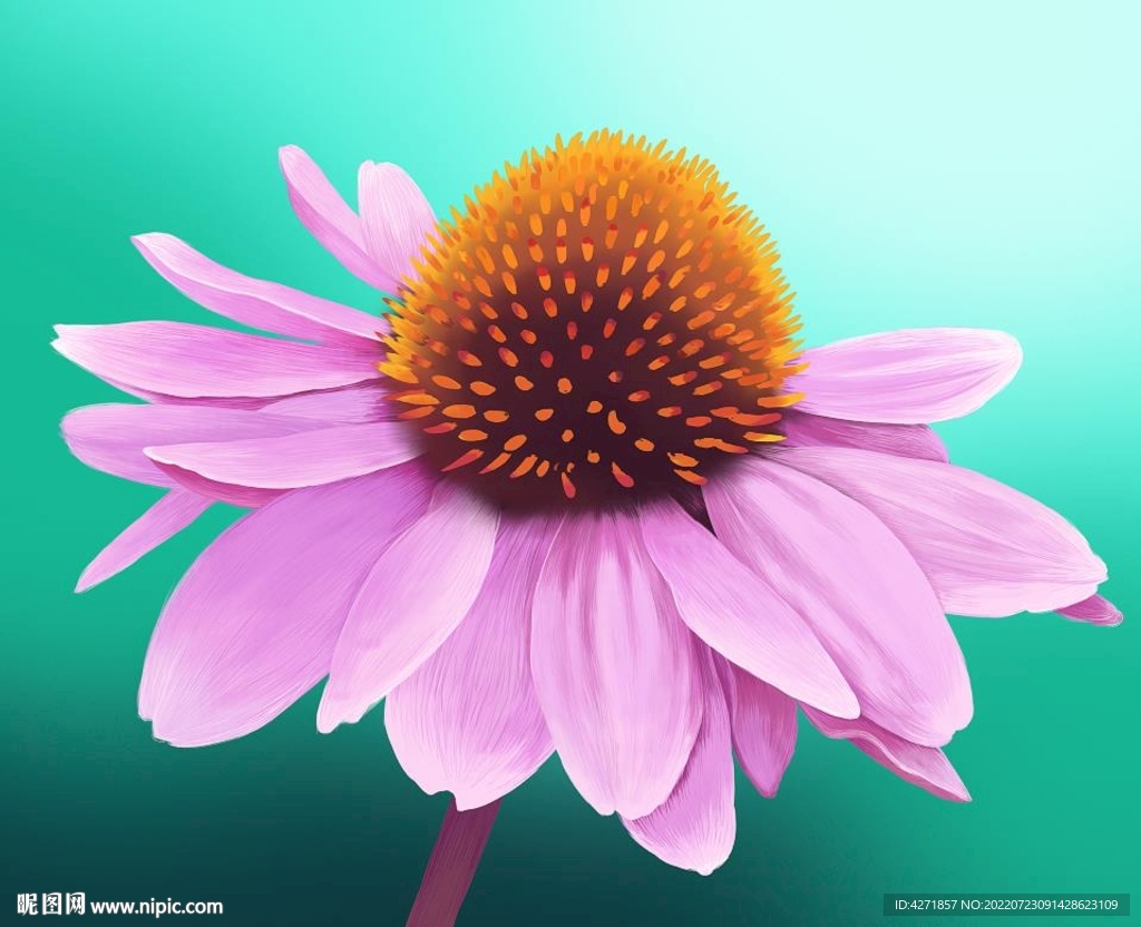 紫锥菊 