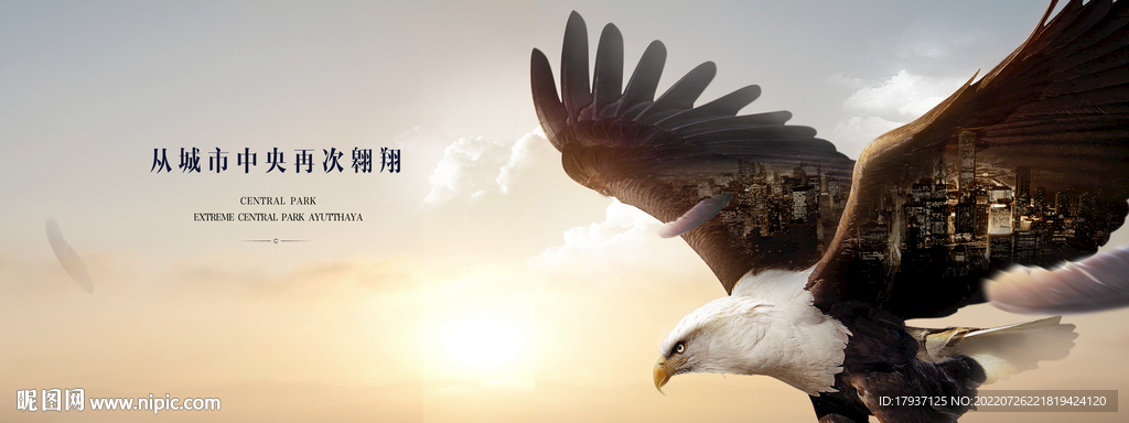 老鹰