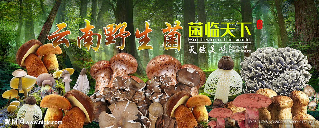 野生菌