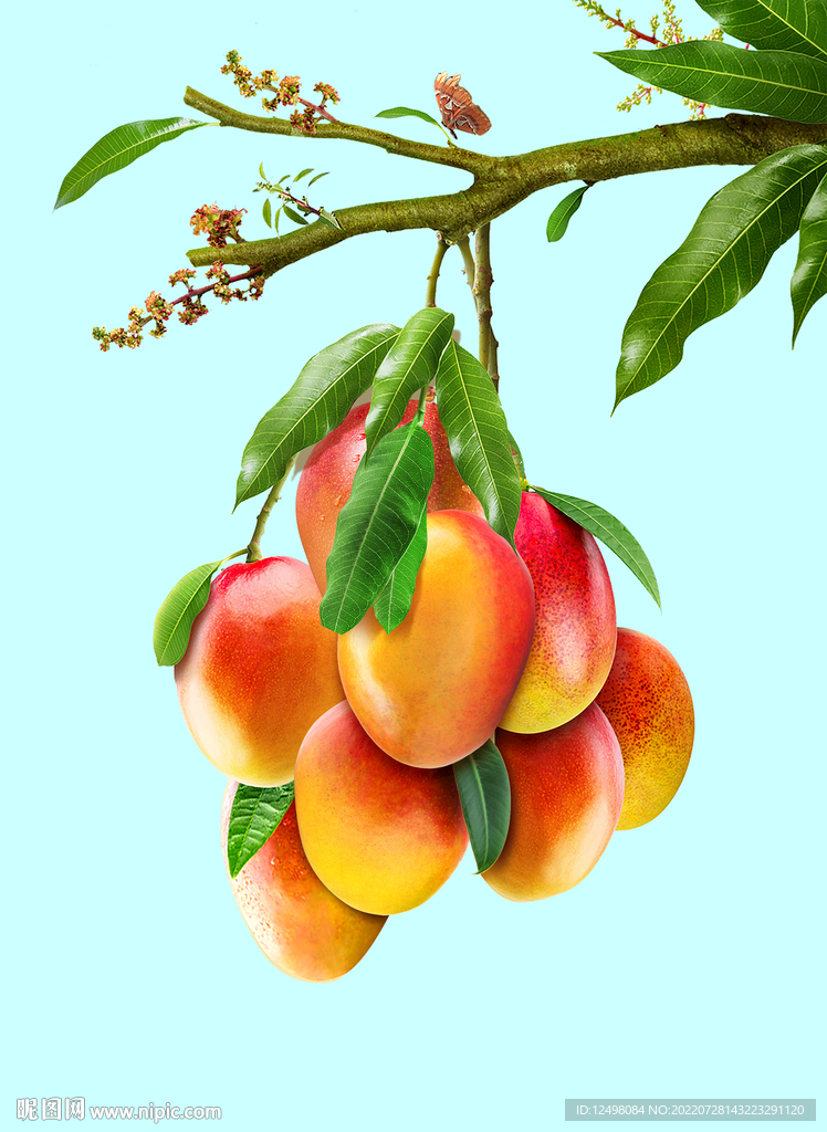 芒果