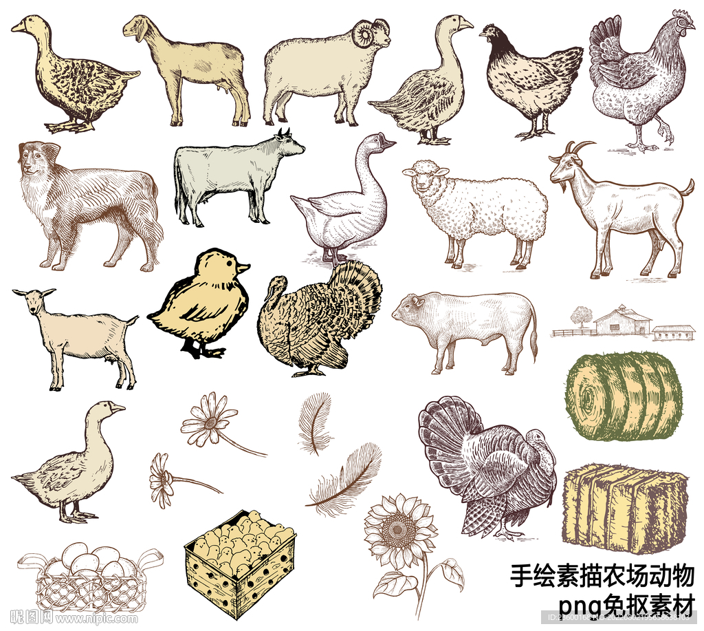 绘素描农场动物