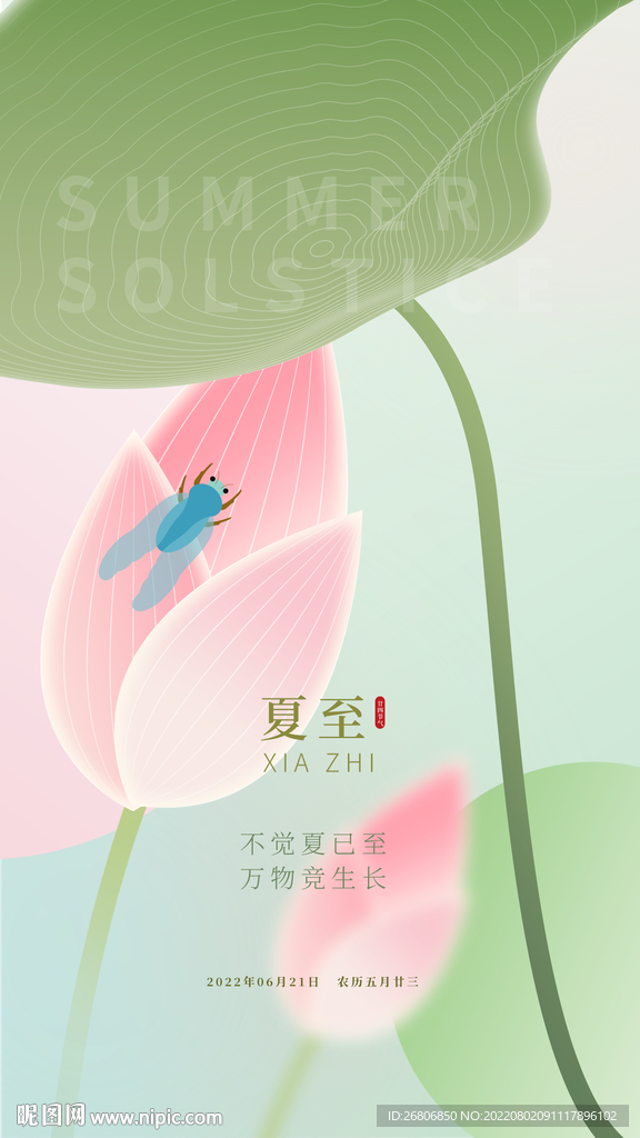 夏至荷花海报