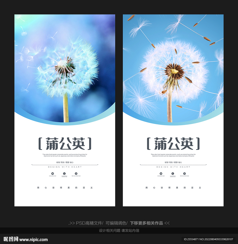 蒲公英
