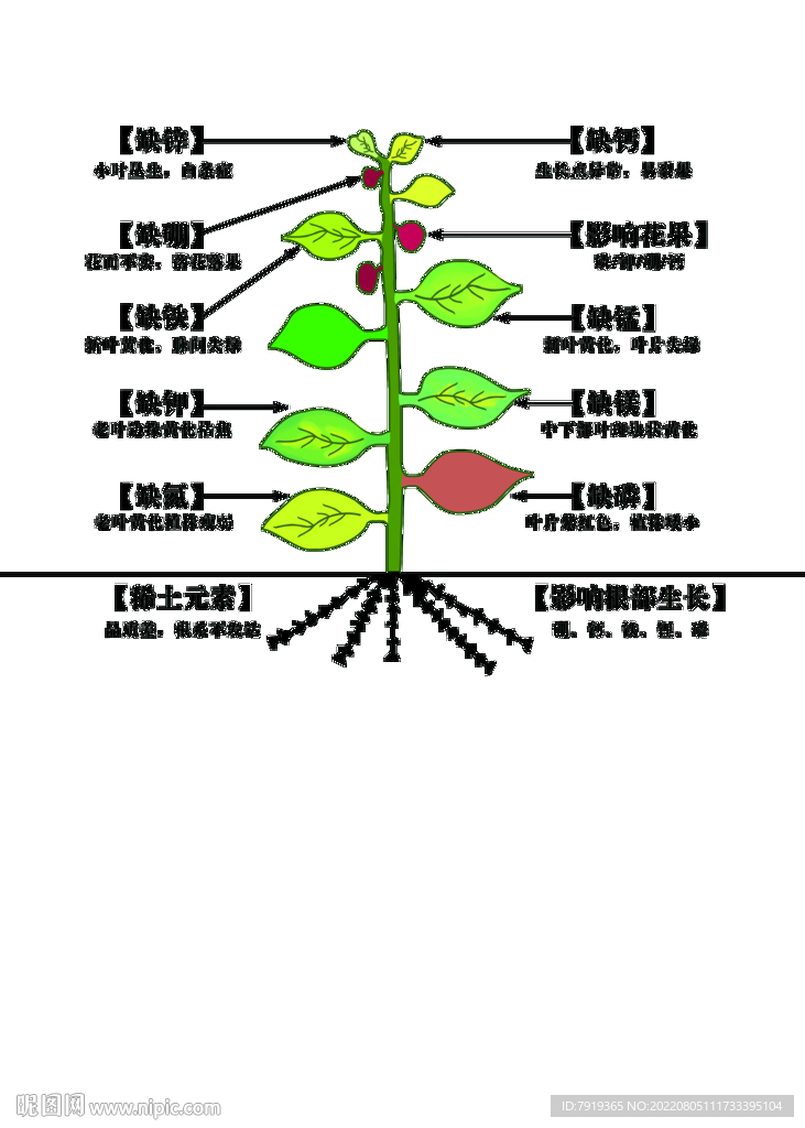 植物缺素图