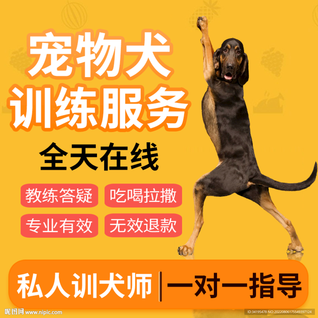 宠物训练