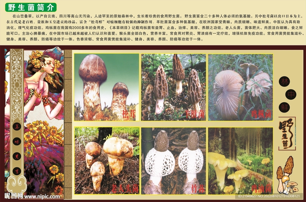 野生菌海报