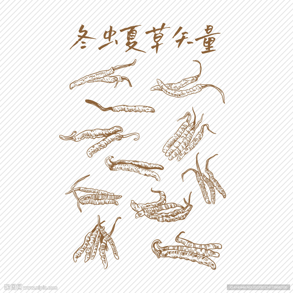 冬虫夏草线稿矢量