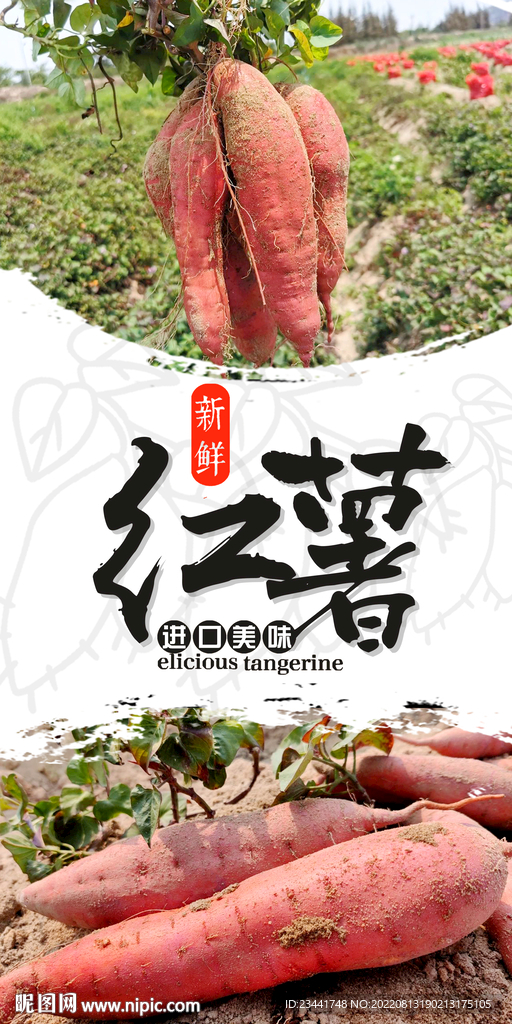 红薯