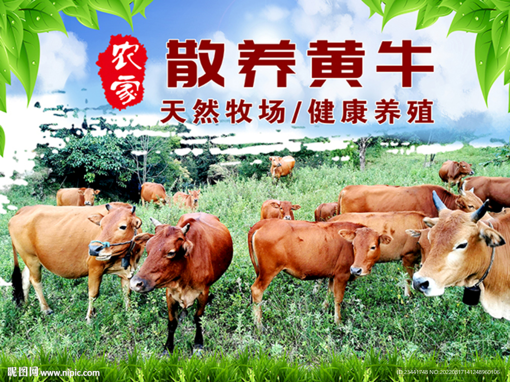 黄牛广告