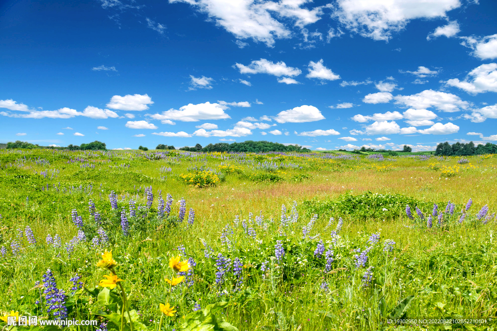 蓝天白云草地