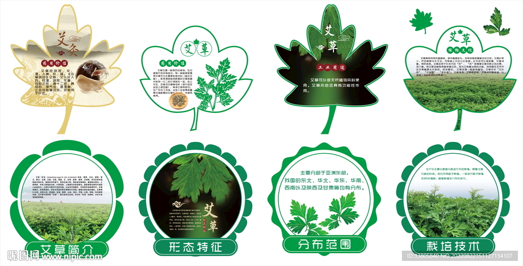 艾草简介