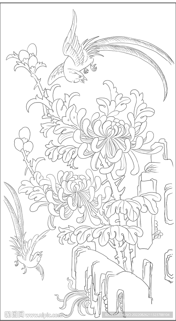 菊花