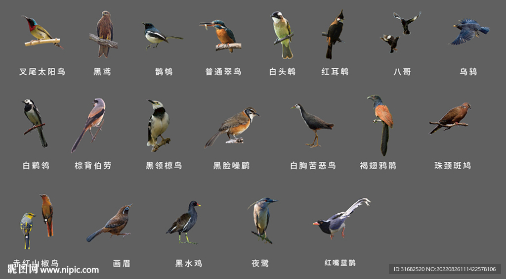 广东省20种鸟类免扣素材