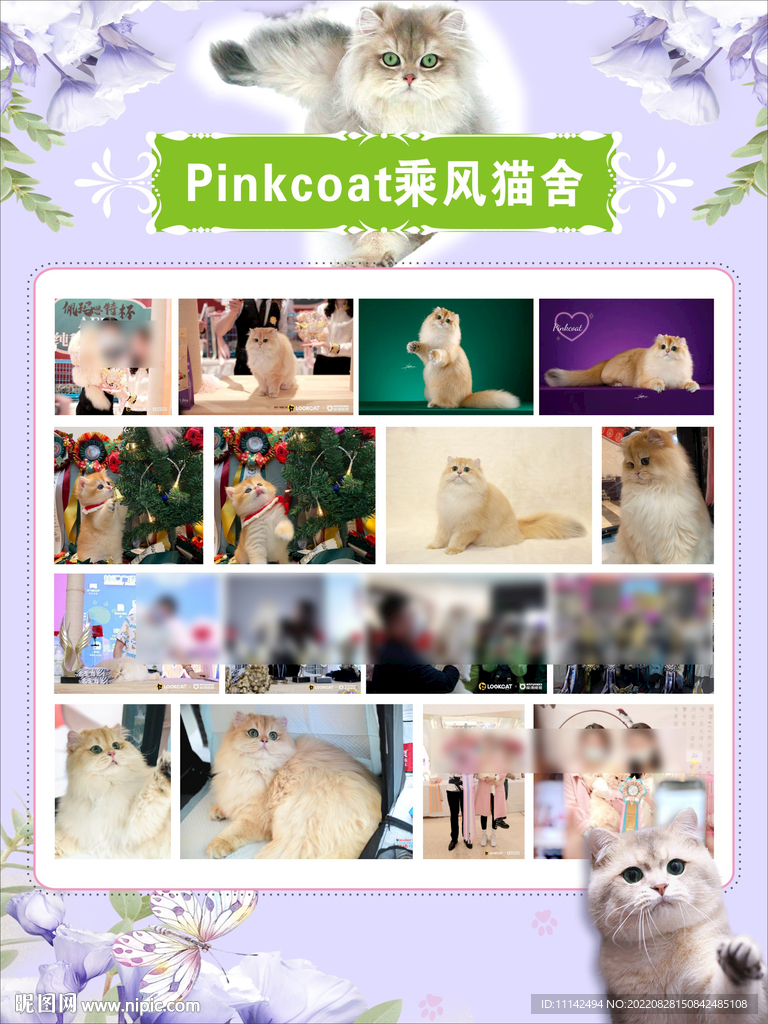 猫舍