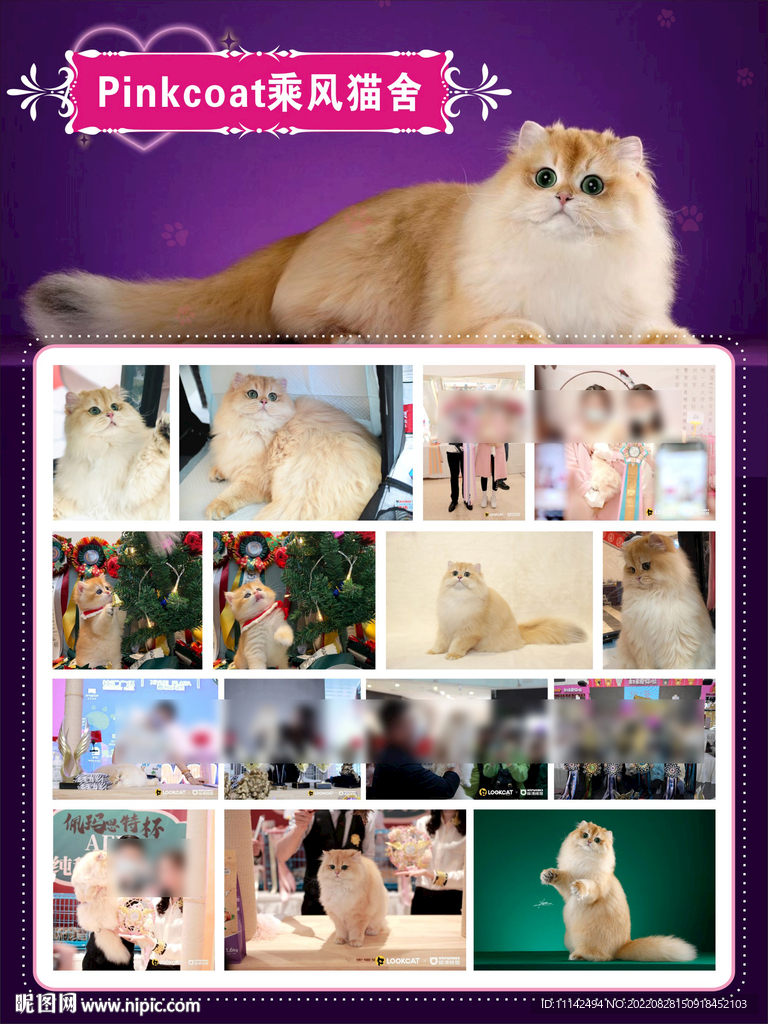 猫舍