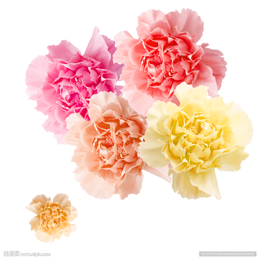 插画鲜花元素